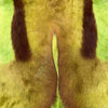 Springbok Pelt  - Lime Green by Outpost Original