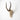 African Blesbok Horn  - Full Skull