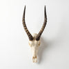 African Blesbok Horn  - Full Skull