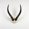 African Blesbok Horn  - V Skull