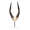 African Bushbock V Skull on Lucite