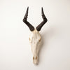 Hartebeest Horn  - Full Skull