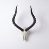 African Impala Horn  - Full Skull