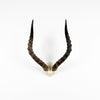 African Impala Horn  - V Skull