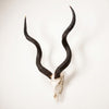 African Natural Kudu Horn  - Full Skull