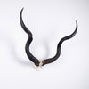 African Natural Kudu Horn  - V Skull