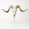 Polished Merino Horn Full -Skull on Lucite