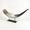 African Cattle Watusi Horn w/Stand