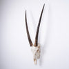 African Gemsbok Horn  - Full Skull