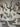 African Gemsbok Horn  - V Skull