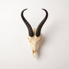 African Springbok Horn  - Full Skull