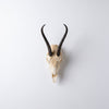 Female Springbok Horn Full Skull