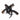 Loose African Springbok Horn  - Natural