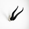 African Springbok Horn  - V Skull