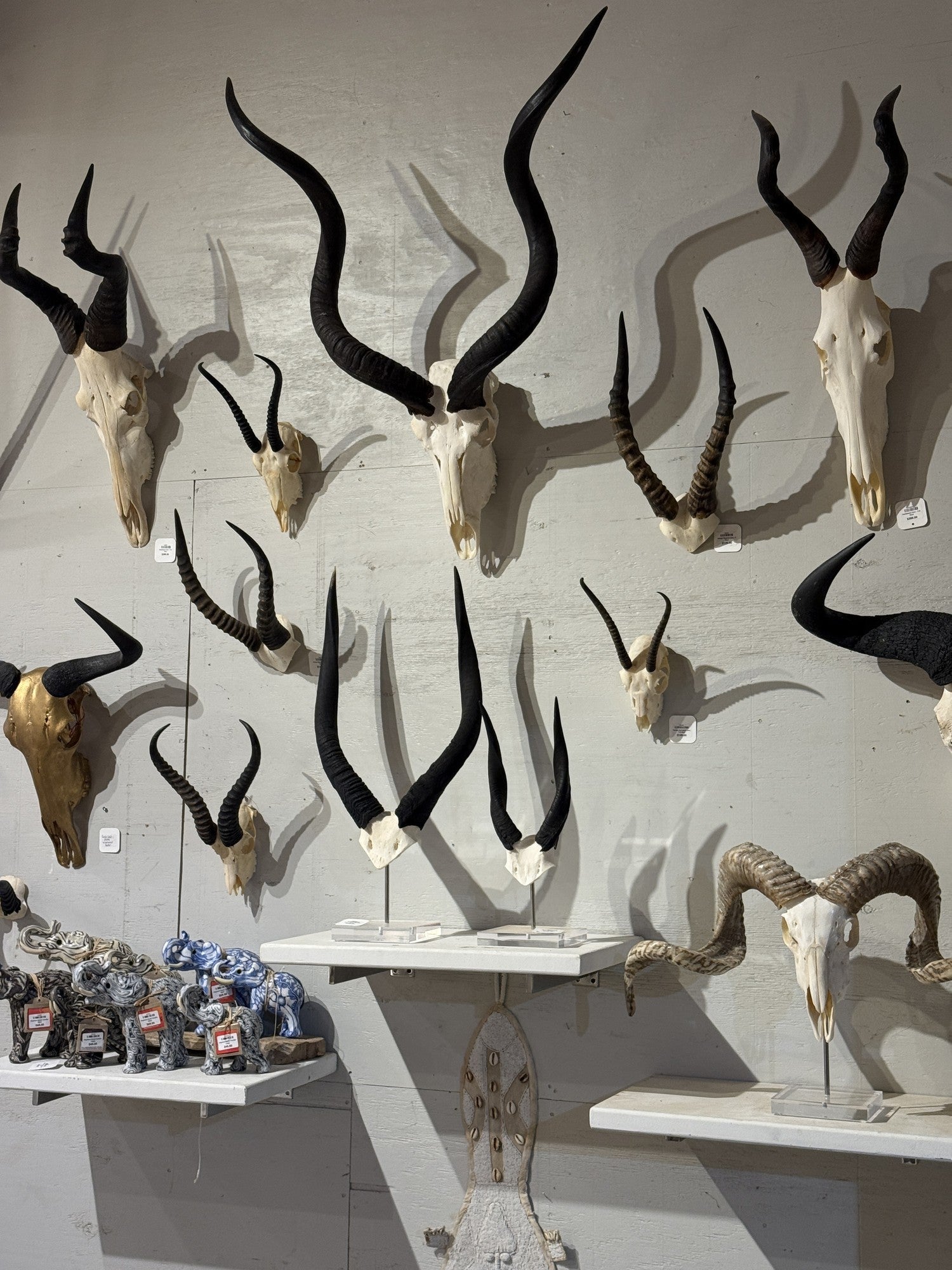 Springbok Complete Skeleton African Springbok V Skull - Decorative Taxidermy Wall Accent – Outpost ...