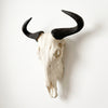 African Wildebeest Horn  - Full Skull