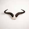 African Natural Wildebeest Horn  - V Skull