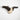 African Natural Wildebeest Horn  - V Skull