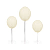 Natural Ostrich Egg by Outpost Original
